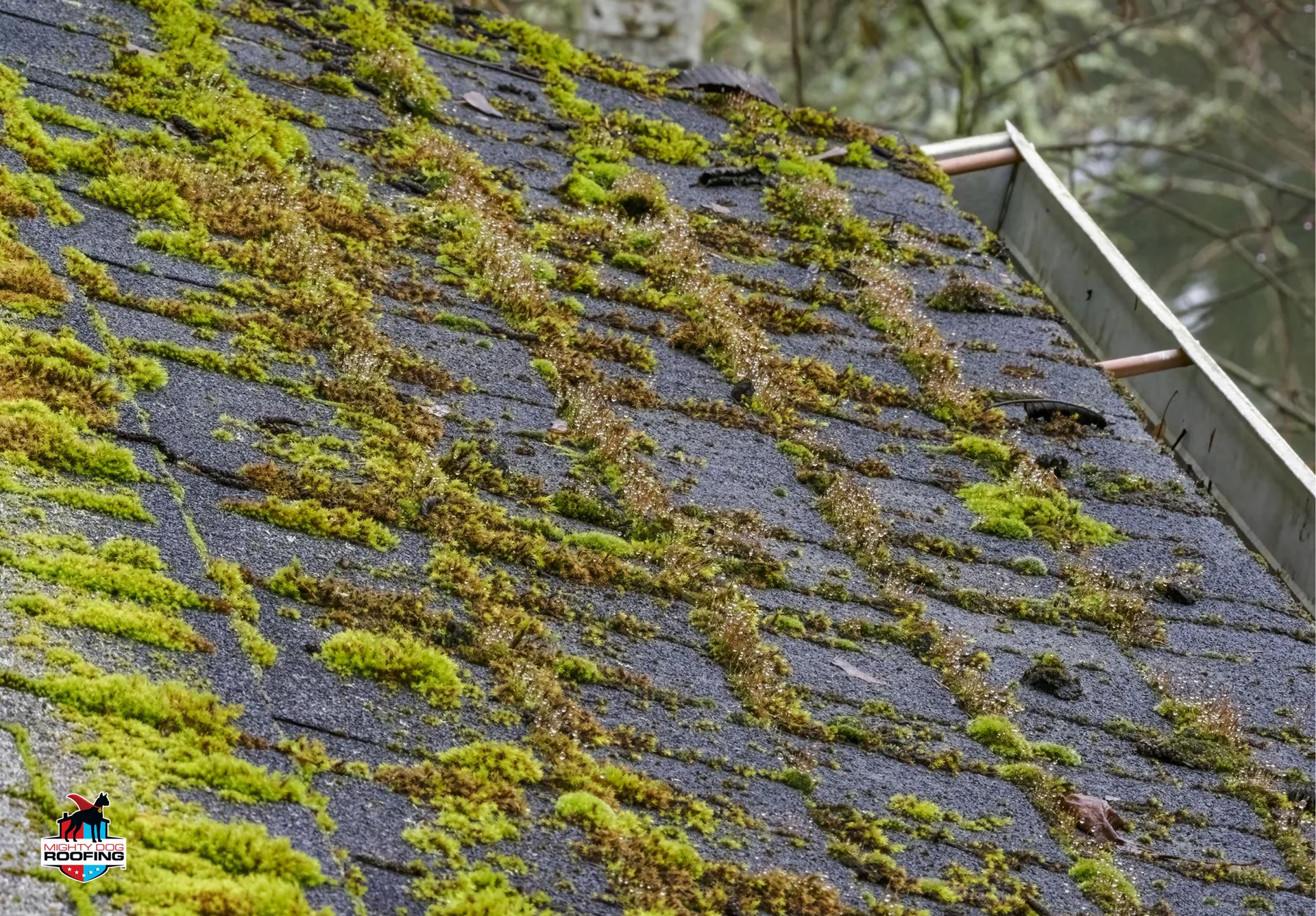 Thick green moss growing between and under asphalt roof shingles